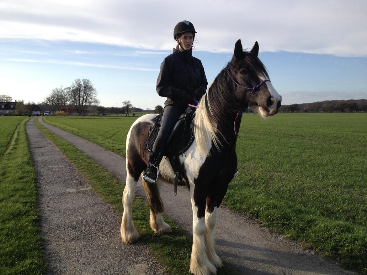 Irish Cob Brinkehøjens Findus billede 2