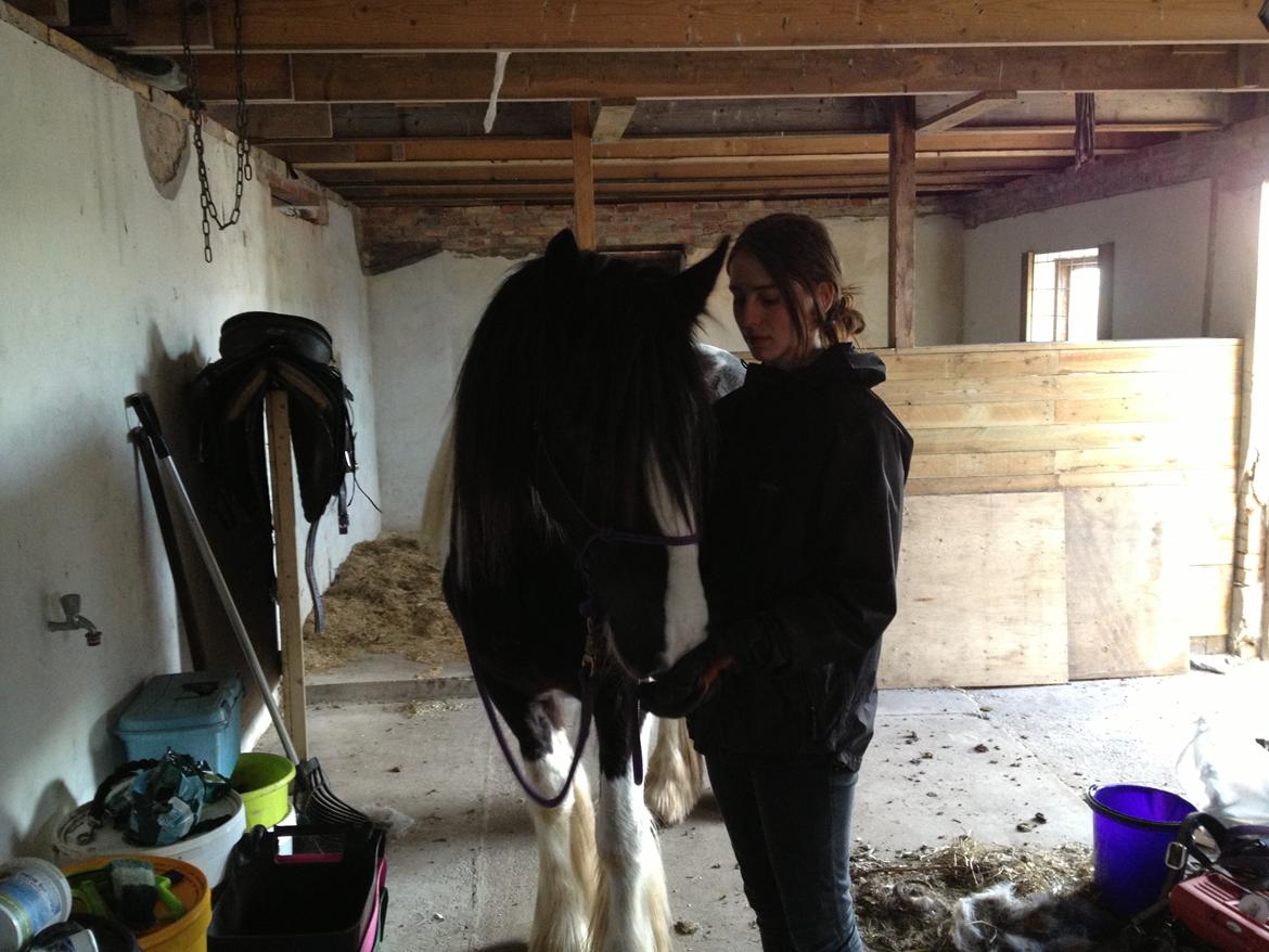 Irish Cob Brinkehøjens Findus billede 5