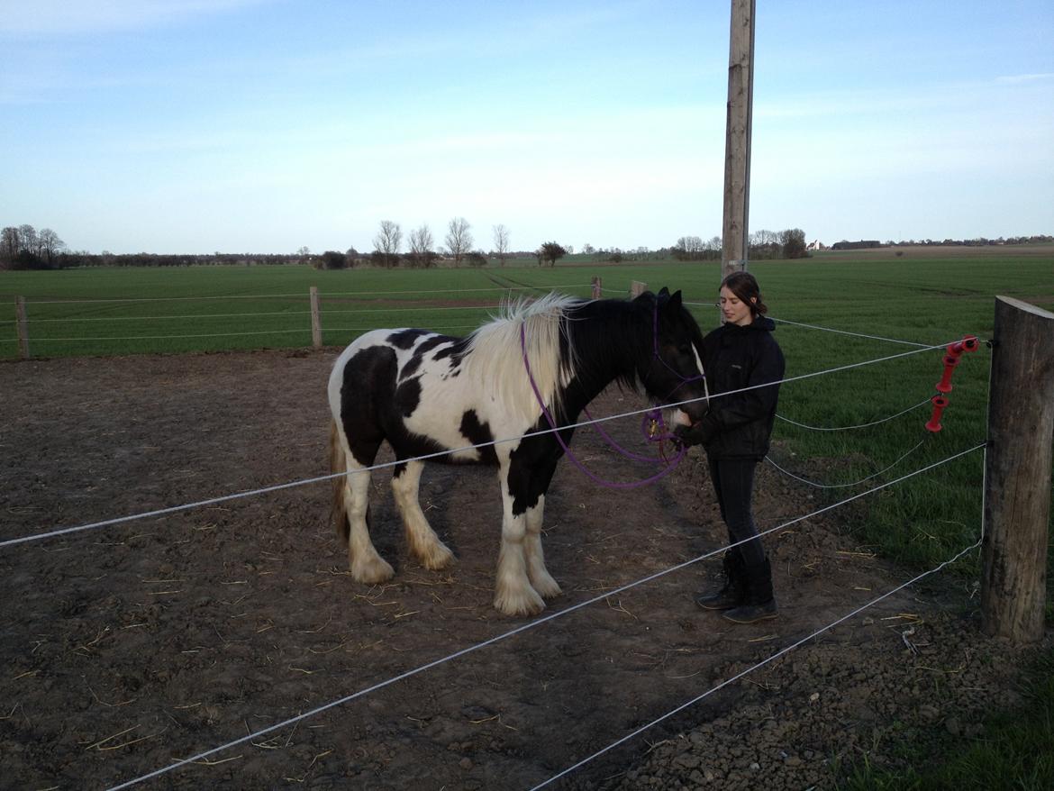 Irish Cob Brinkehøjens Findus billede 7