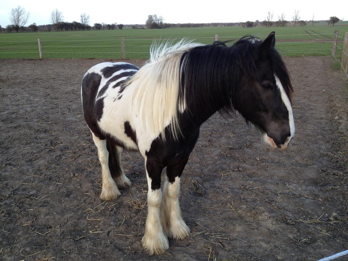 Irish Cob Brinkehøjens Findus billede 10