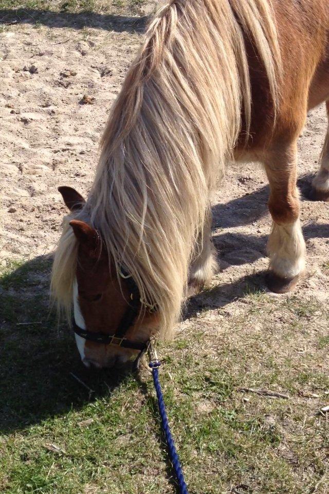 Anden særlig race Mac Gregor/Mags<333 - ^_^ billede 8