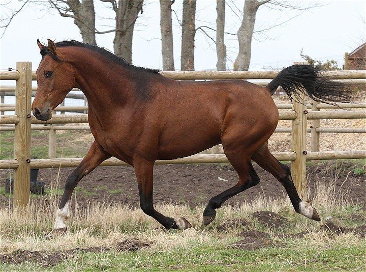 Arabisk fuldblod (OX) D. Matrix - SOLGT - billede 18