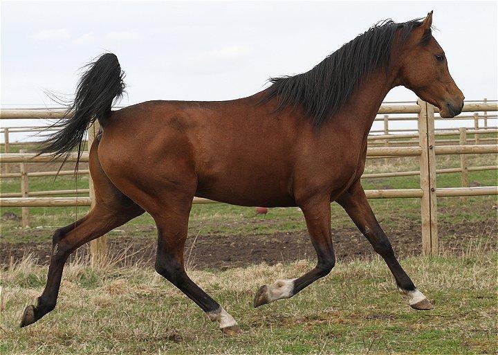 Arabisk fuldblod (OX) D. Matrix - SOLGT - billede 19
