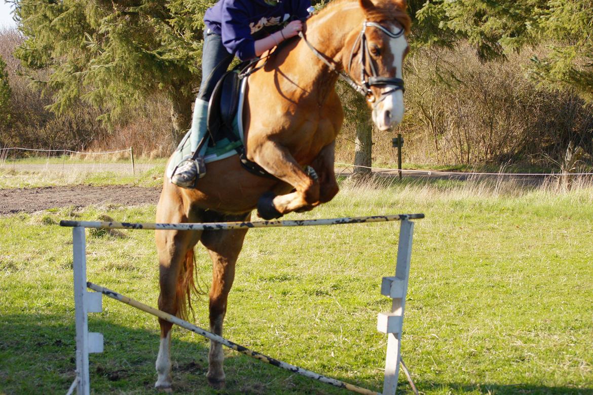 Anden særlig race Laika -Hystaden - Første springtræning i år, 1. maj 2013  billede 16