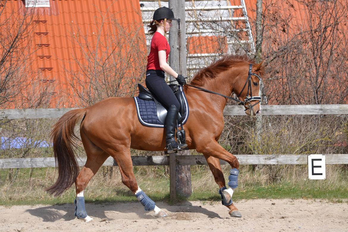 Dansk Varmblod Tanholms Hennes - April 2013
Foto: Mathilde Koefoed-Nielsen billede 12