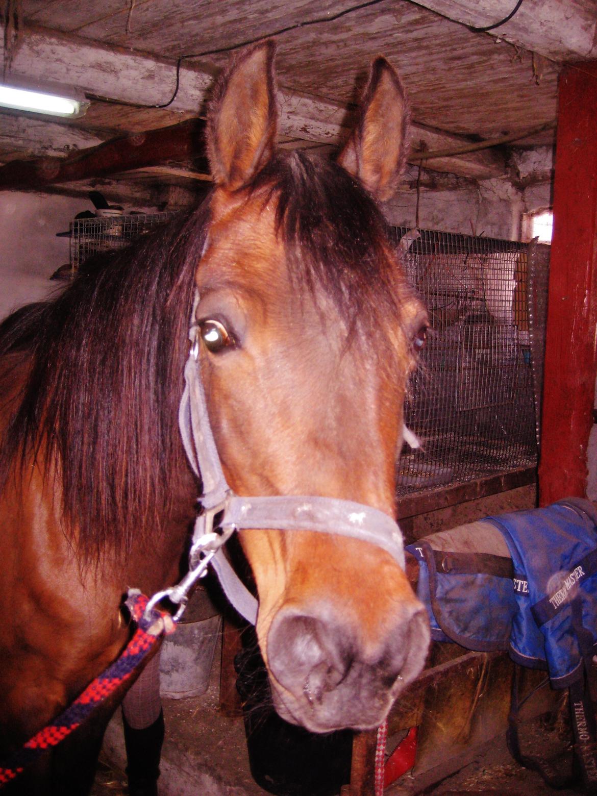 Arabisk fuldblod (OX) E salta billede 10