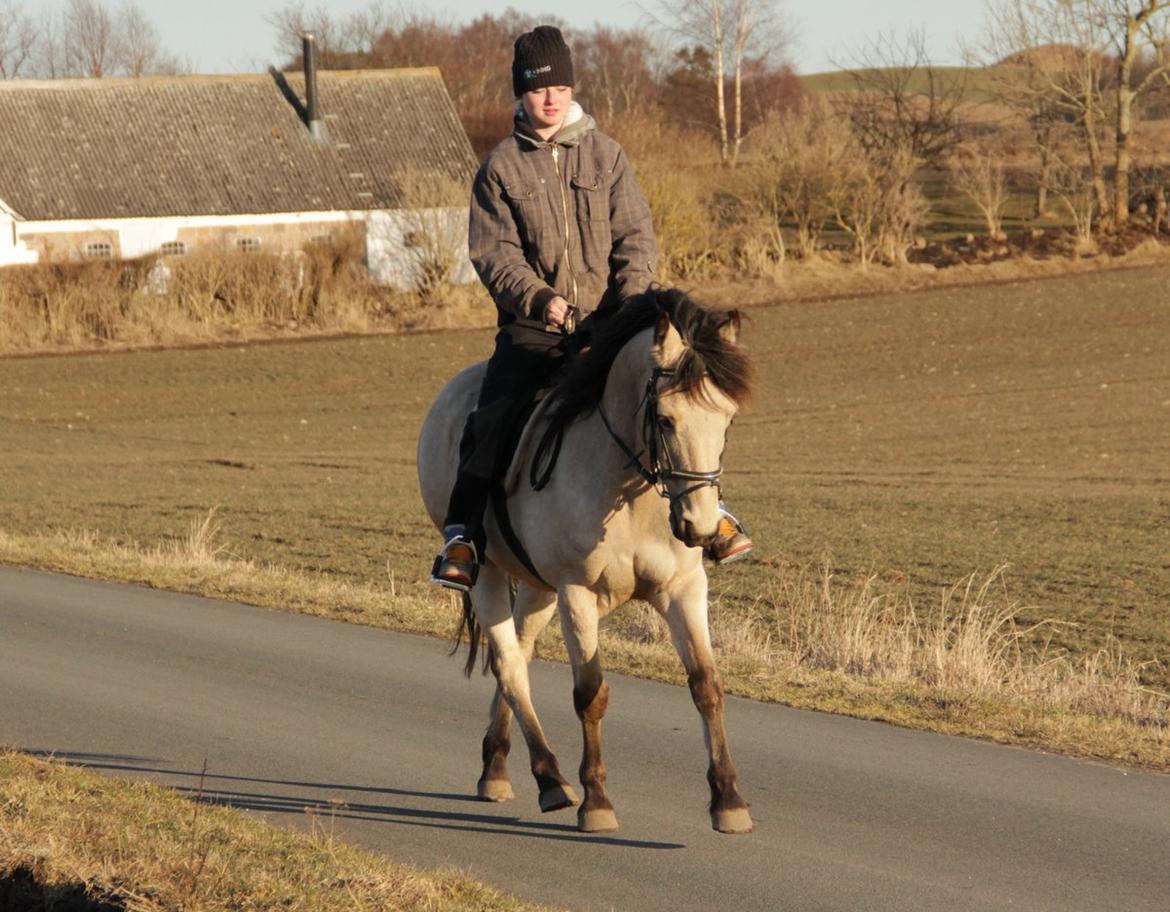 Anden særlig race Chico billede 10