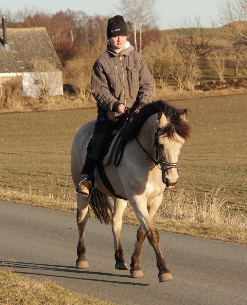 Anden særlig race Chico billede 12