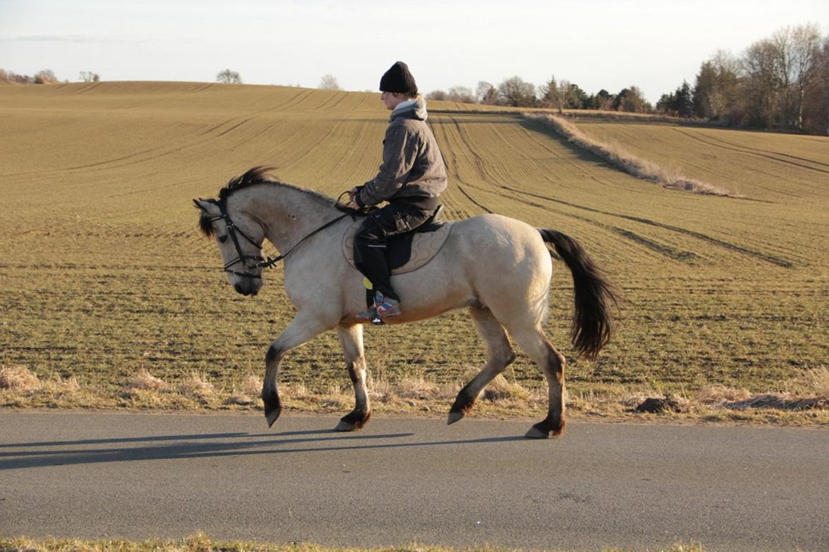 Anden særlig race Chico billede 13
