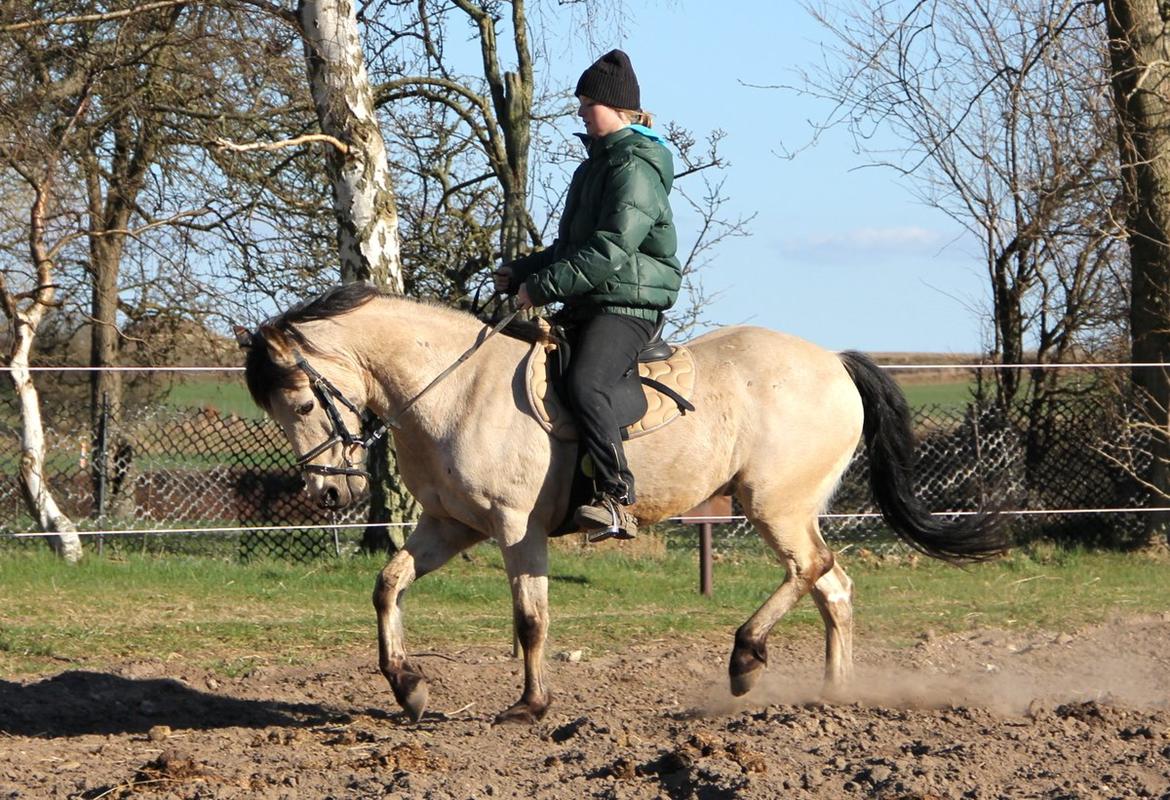 Anden særlig race Chico billede 2
