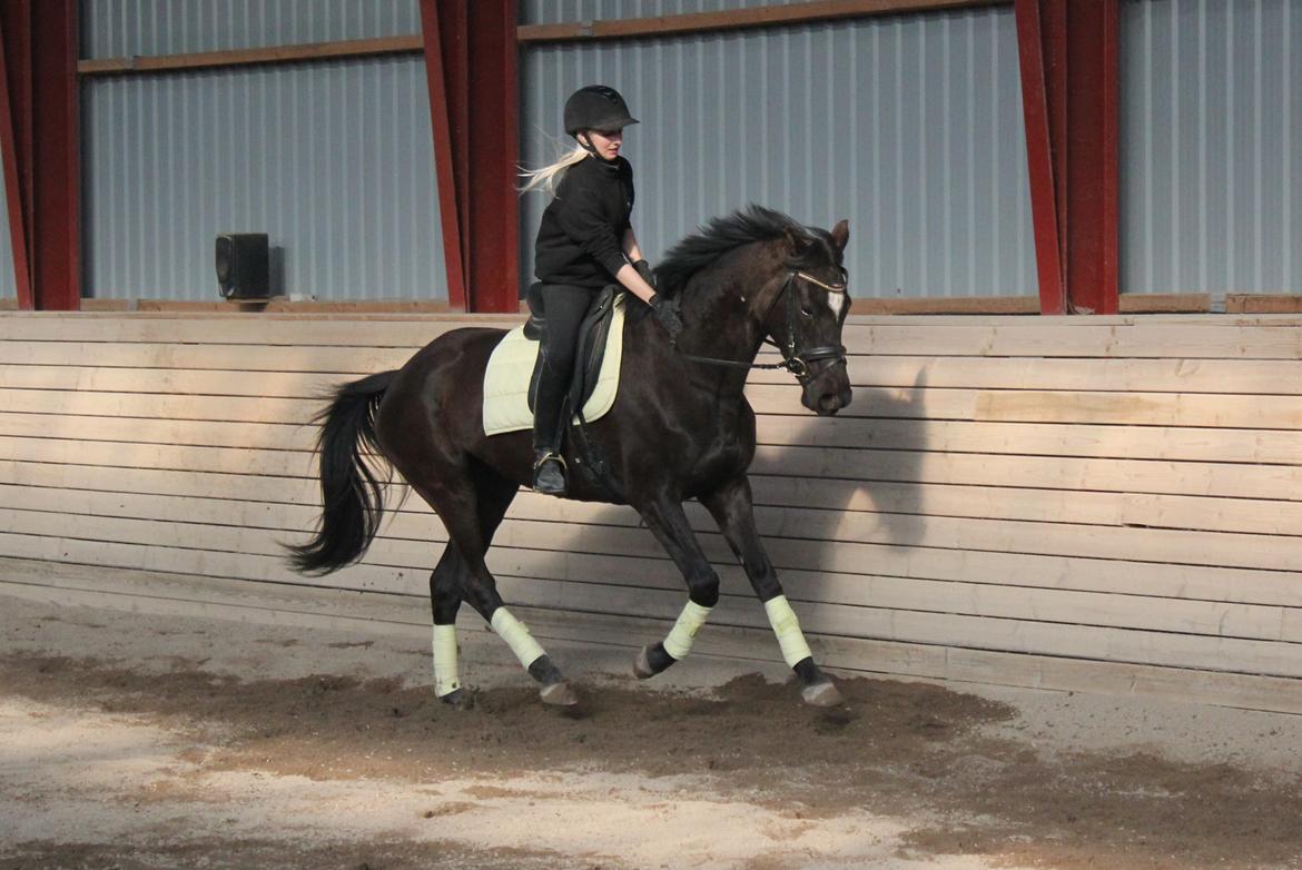 Trakehner Hertima De L billede 1