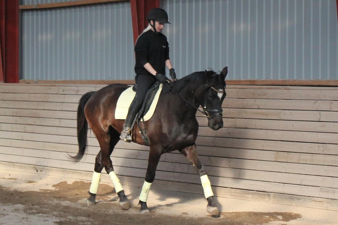 Trakehner Hertima De L billede 6