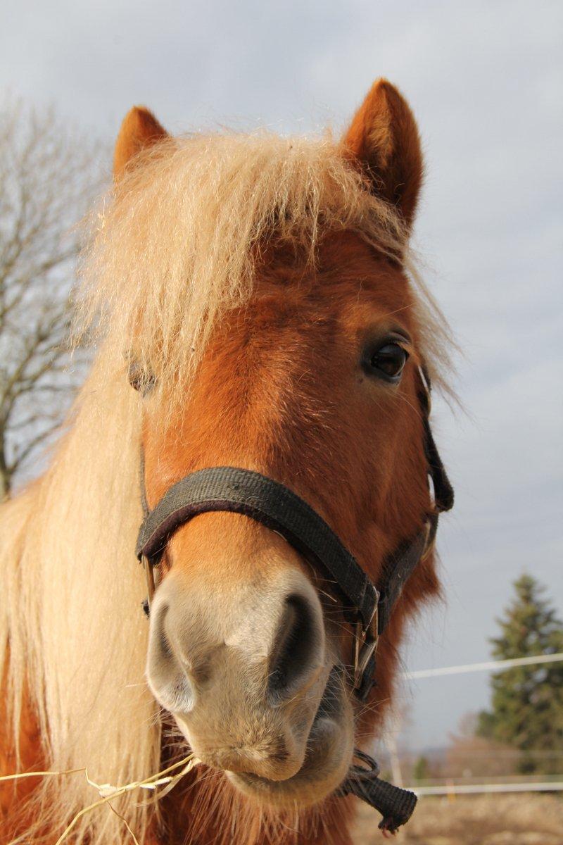 Shetlænder Jack aka. LilleSkid billede 4