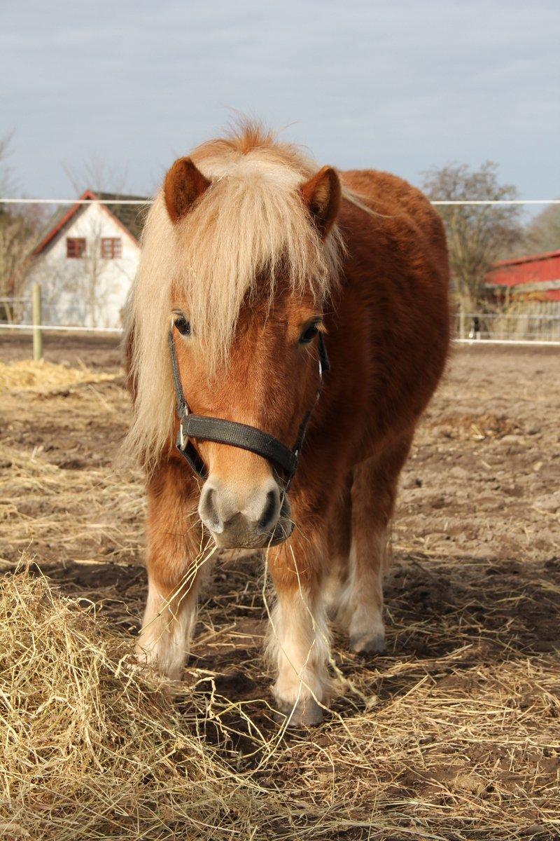 Shetlænder Jack aka. LilleSkid billede 7