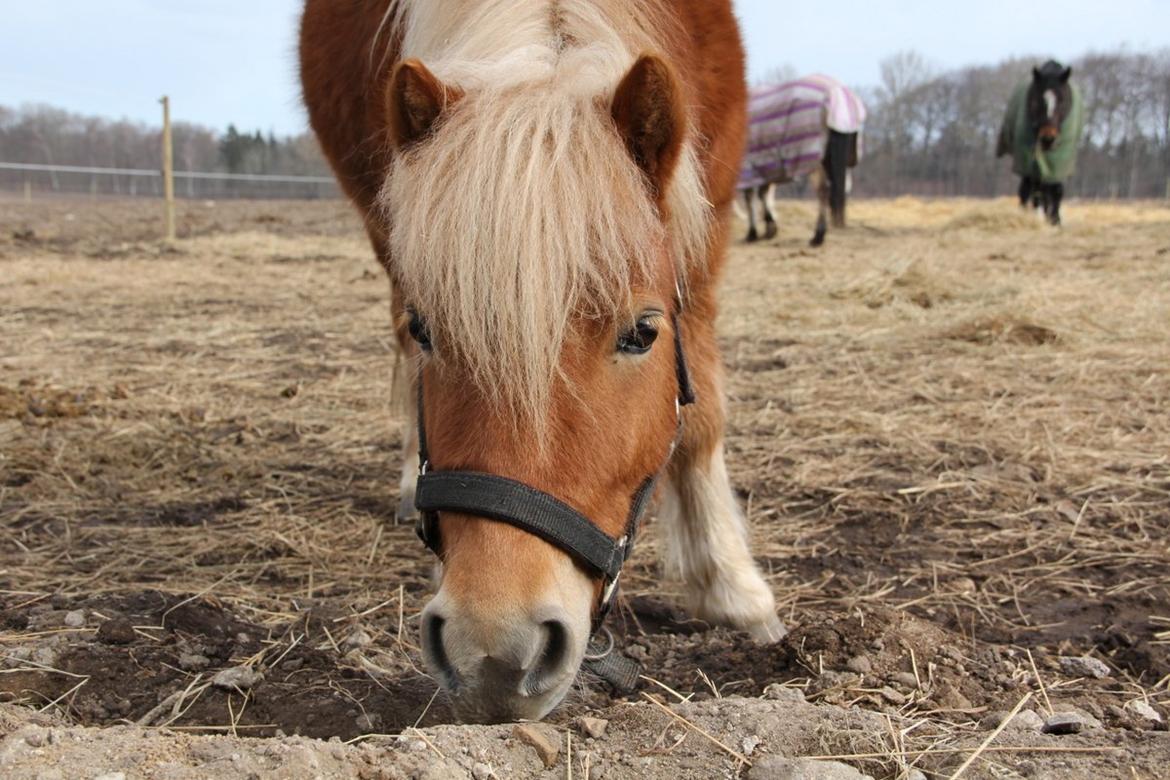 Shetlænder Jack aka. LilleSkid billede 6