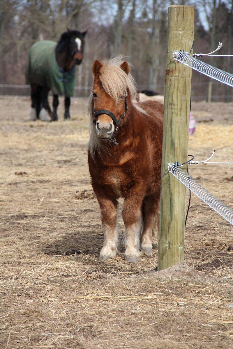Shetlænder Jack aka. LilleSkid billede 8