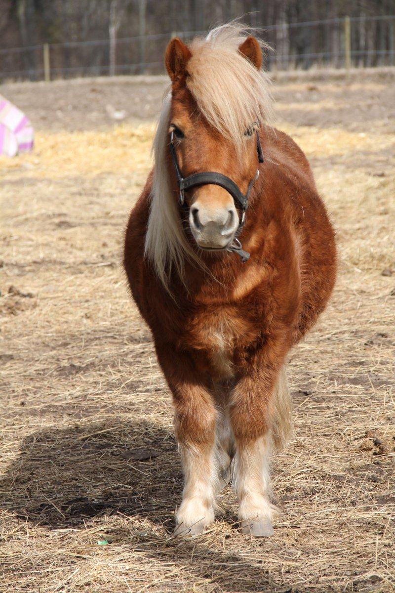Shetlænder Jack aka. LilleSkid billede 11