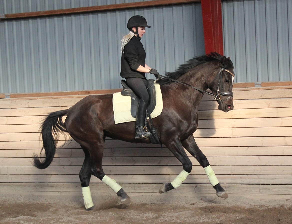 Trakehner Hertima De L billede 18