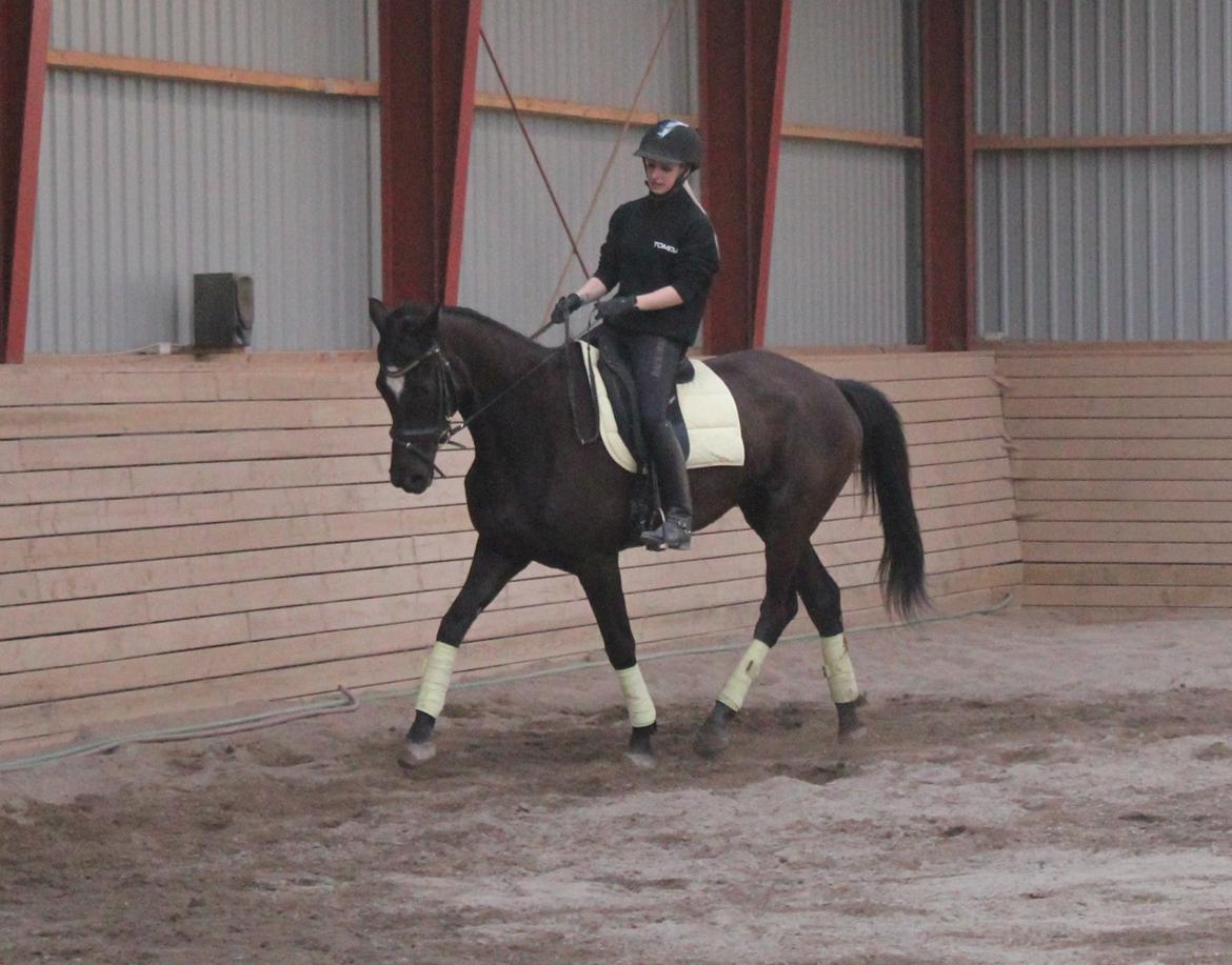 Trakehner Hertima De L billede 19