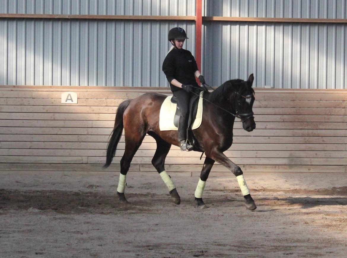 Trakehner Hertima De L billede 16