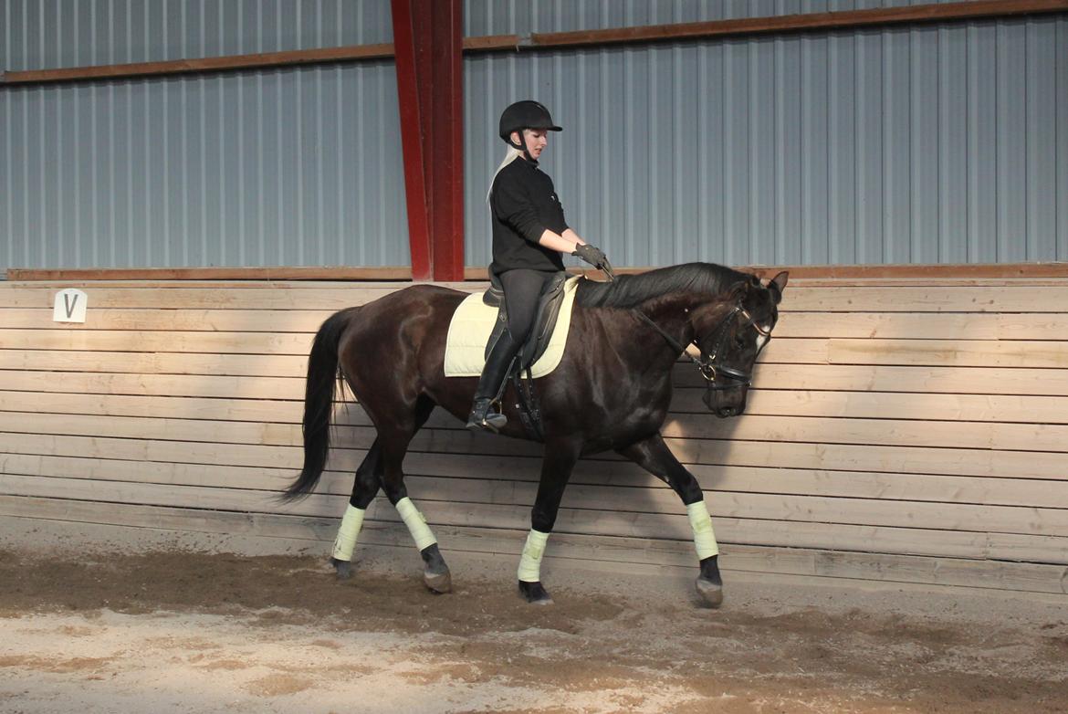 Trakehner Hertima De L billede 9