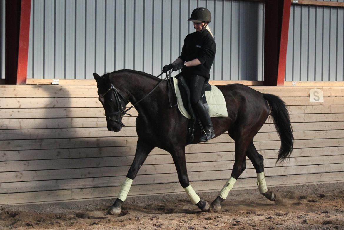 Trakehner Hertima De L billede 12