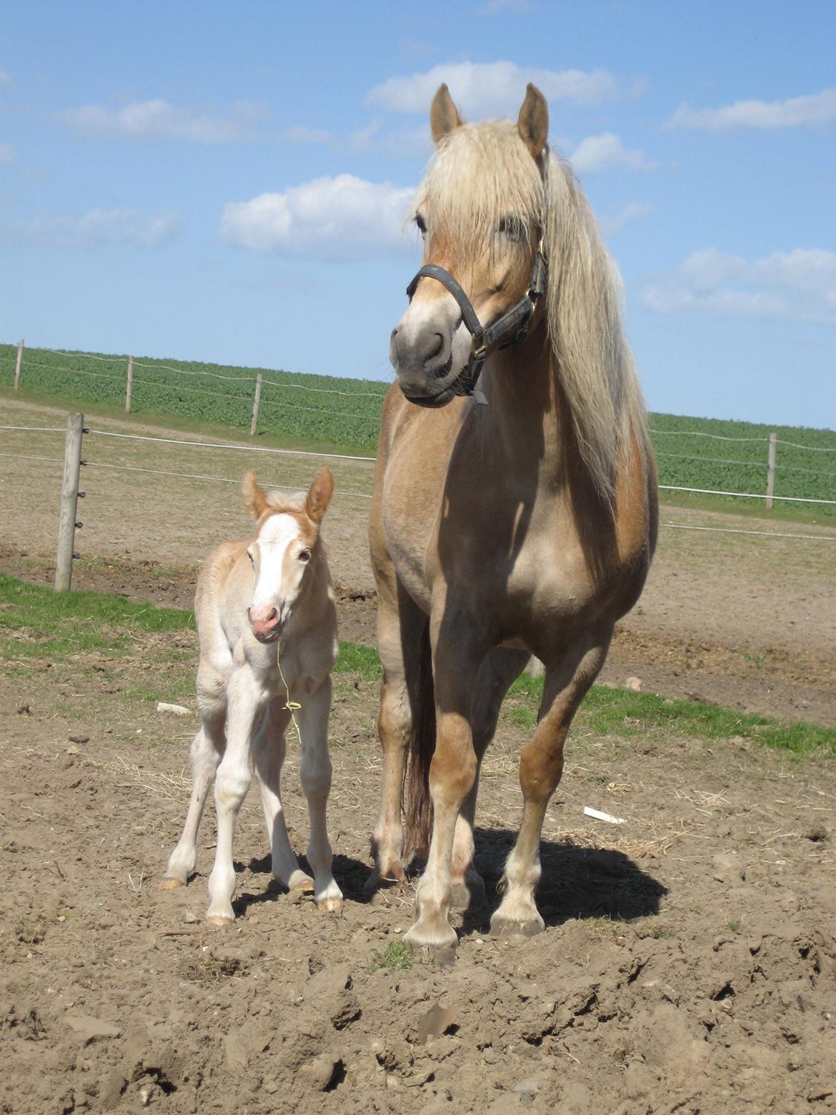 Haflinger Elghusets Hope billede 5