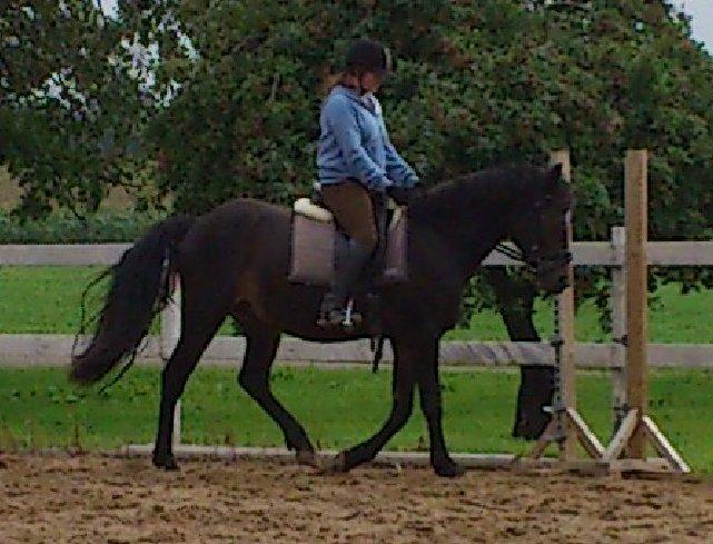 Anden særlig race Prins Charming *Har redet* billede 12