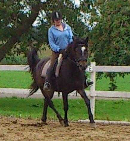 Anden særlig race Prins Charming *Har redet* billede 14