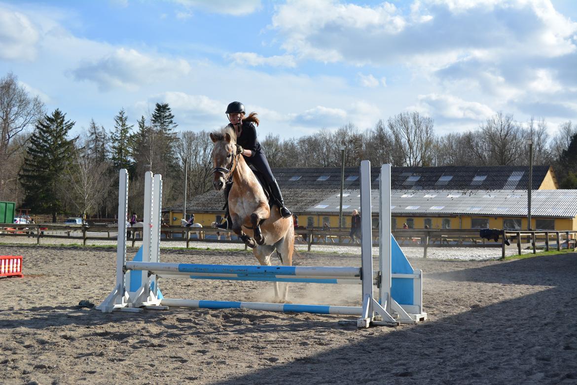 Anden særlig race Little Kahlua billede 2