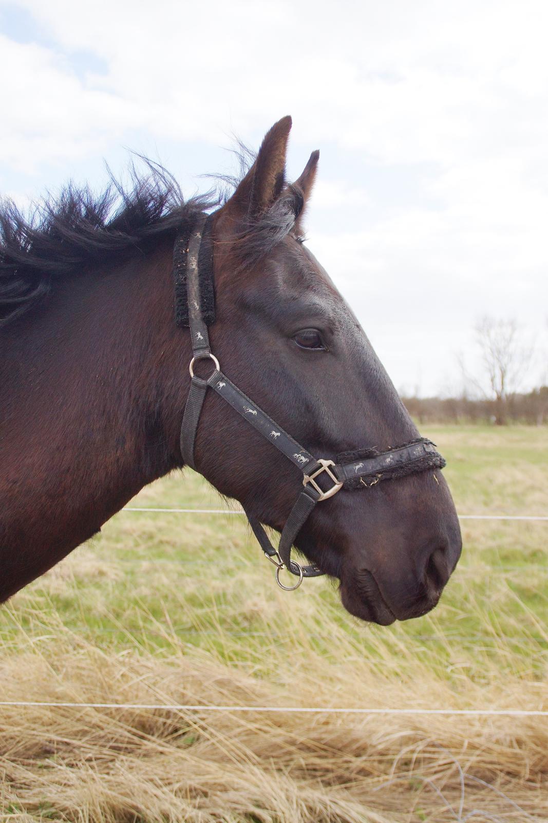 Oldenborg » Baxter - 2013. Min smuksak på folden. ♥ billede 5