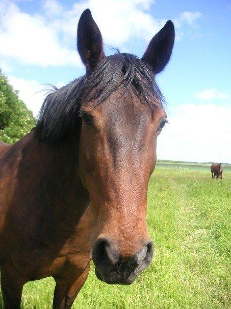 Anden særlig race Tazana - velkommen til Tazanas profil :) billede 1