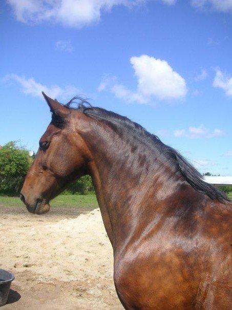 Anden særlig race Tazana - sååå smuk <3!
 billede 2