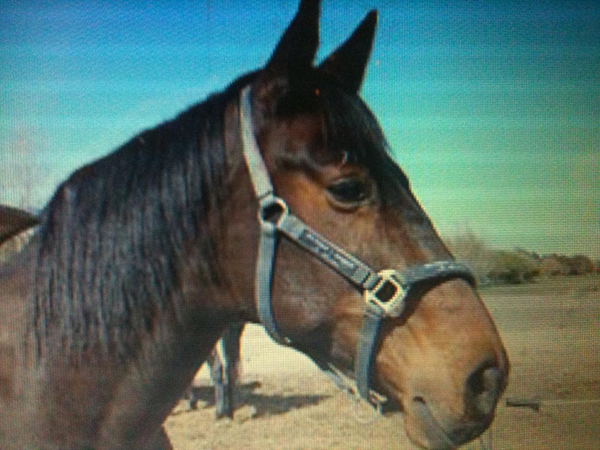 Anden særlig race Tazana billede 3