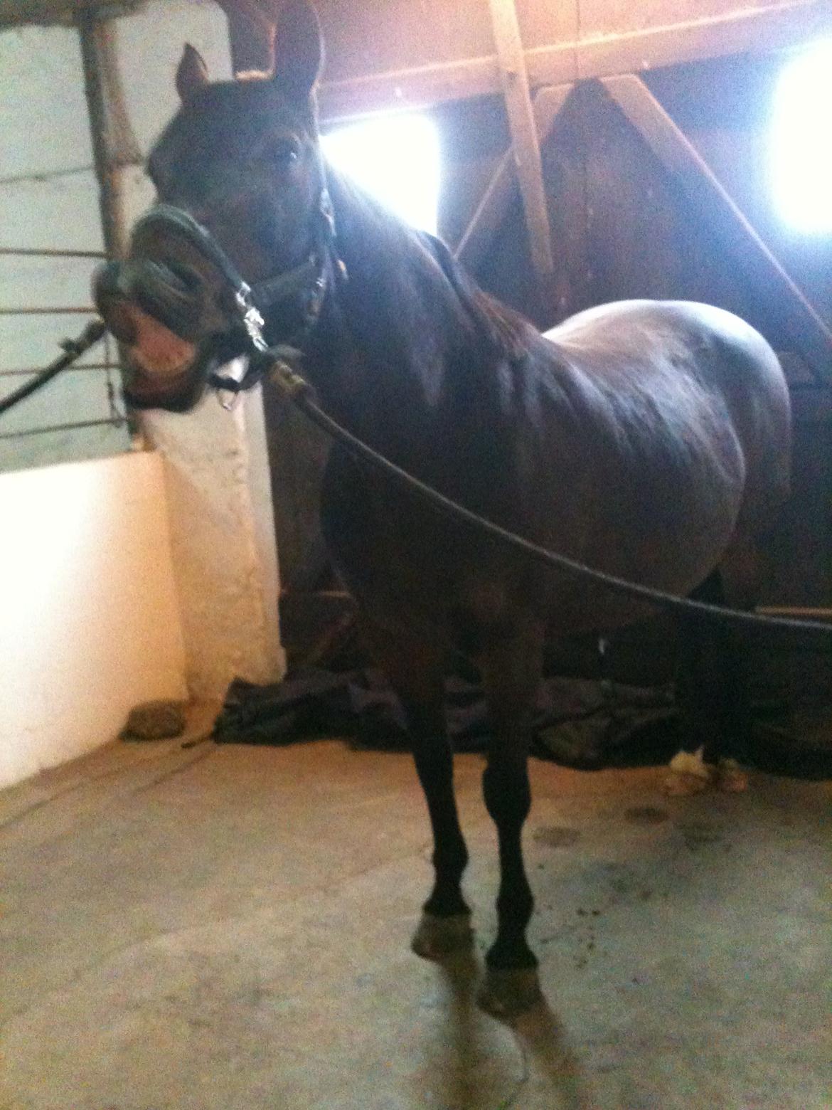 Anden særlig race Tazana - charme :D billede 4