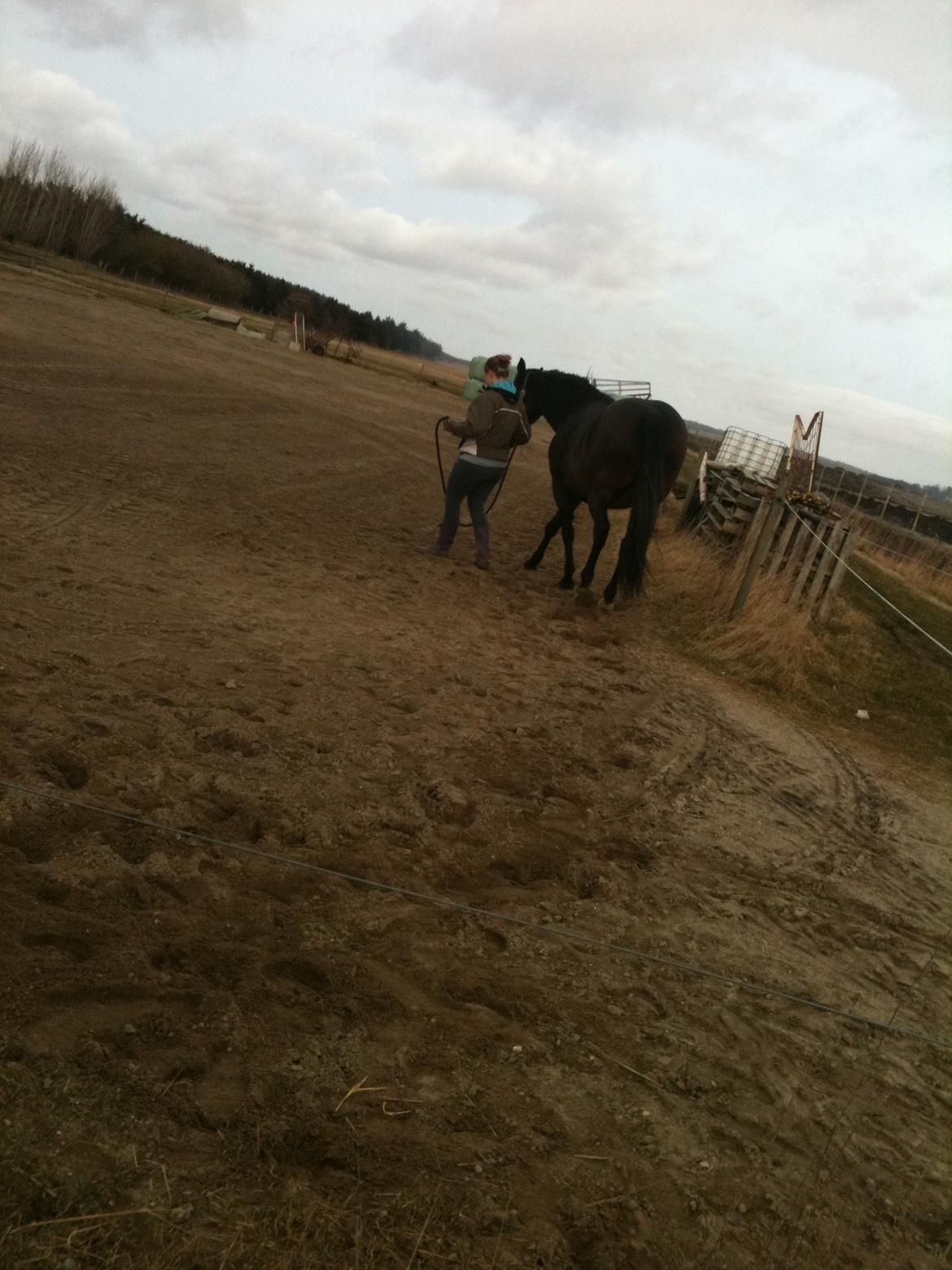 Anden særlig race Tazana - sammen kan vi alt! billede 7