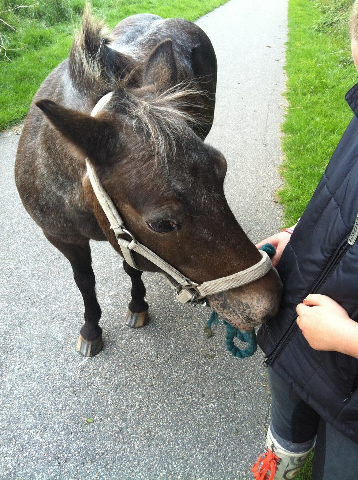 Anden særlig race Erika - du er altid frisk på en lille godbid<3<3<3 billede 10