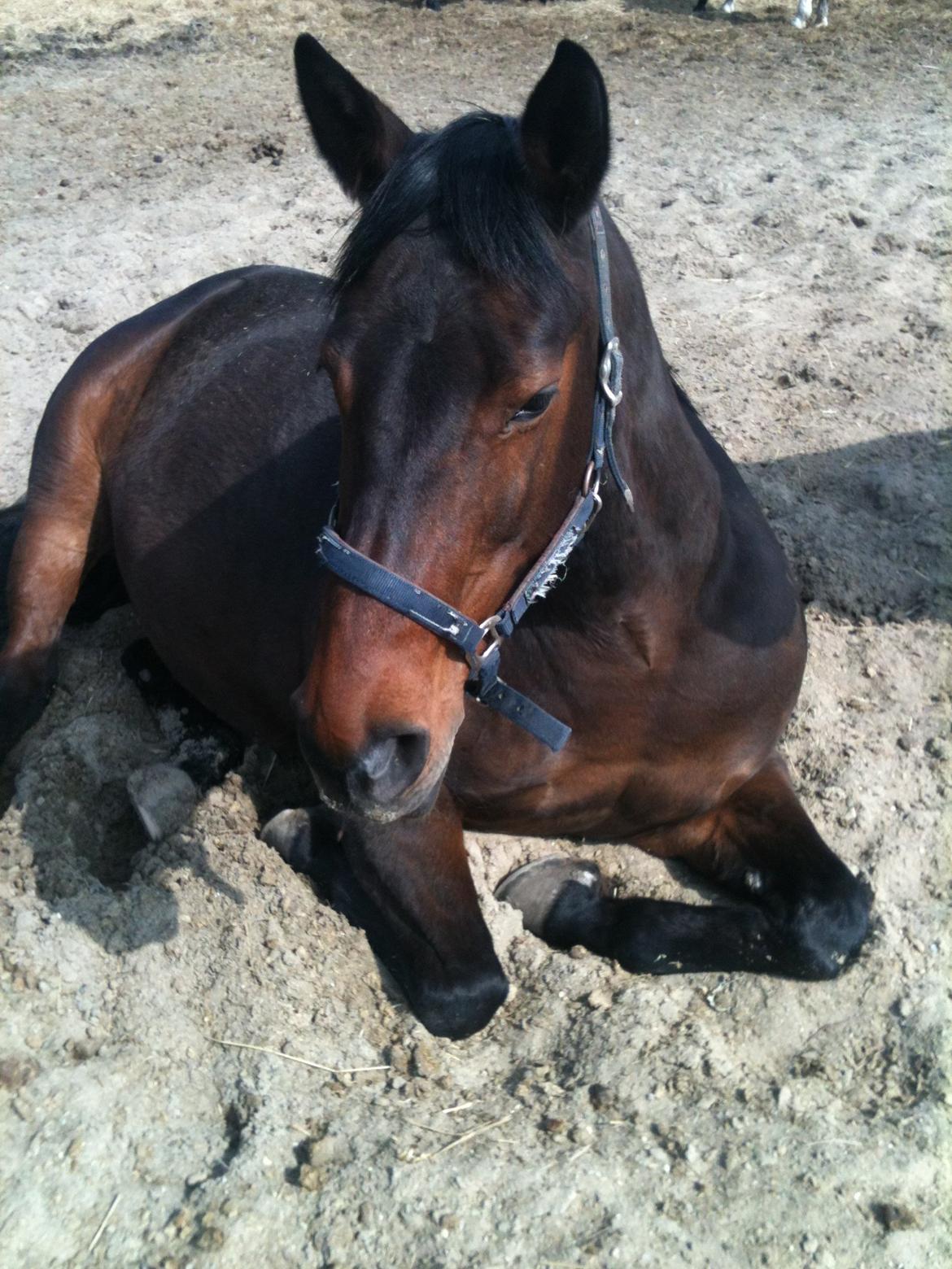 Anden særlig race Tazana - prinsessen<3! billede 9