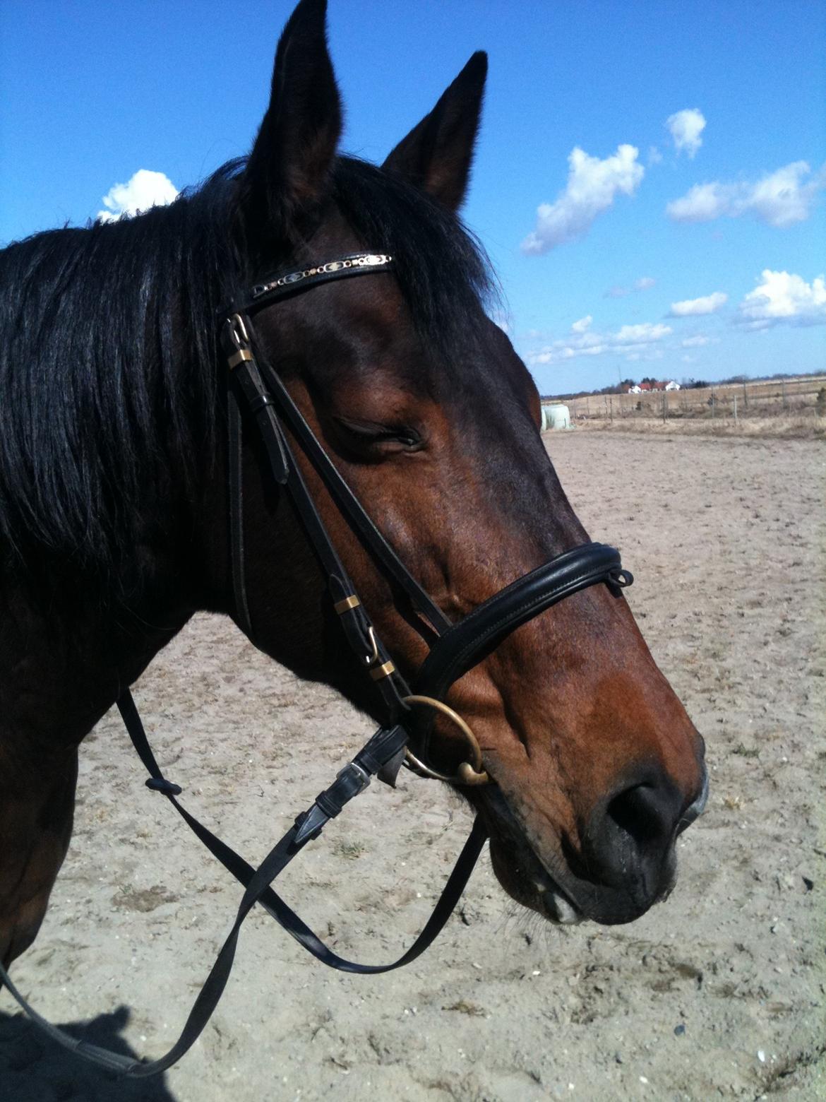 Anden særlig race Tazana billede 10