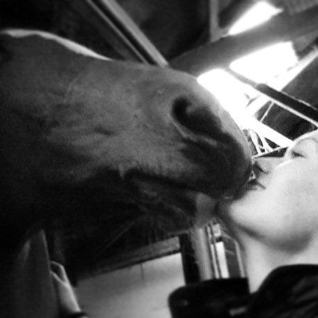 Dansk Varmblod Diva billede 19