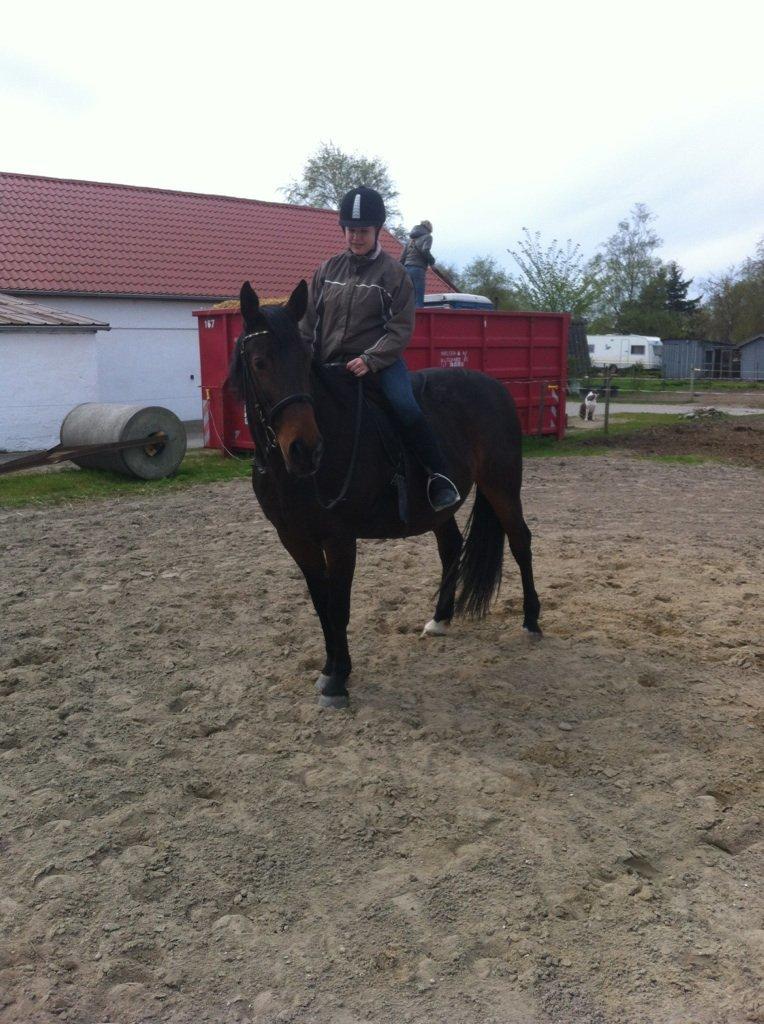 Anden særlig race Tazana billede 11