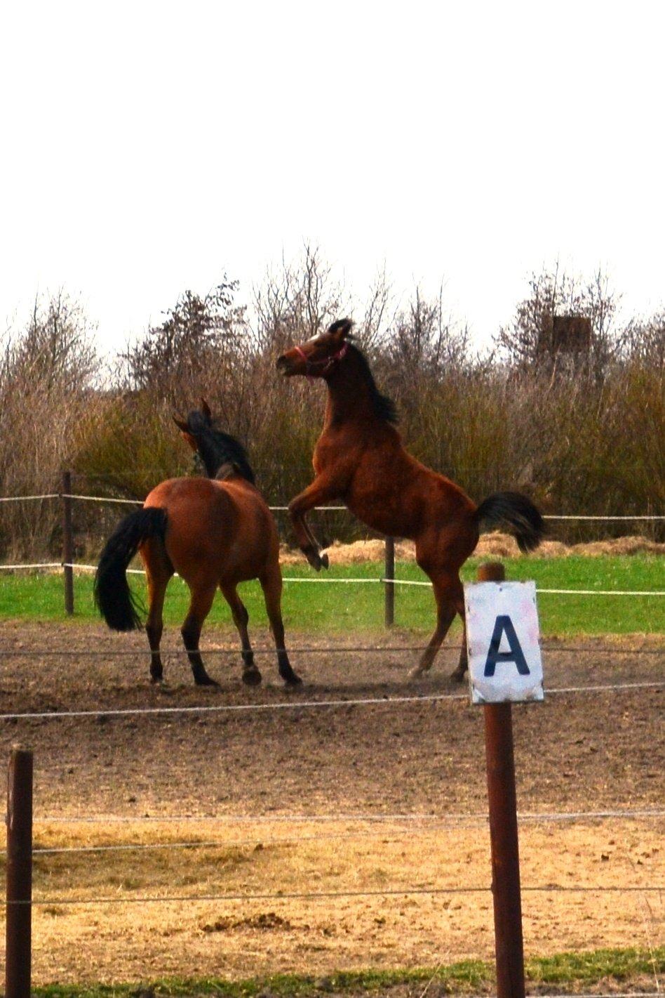 Sportsaraber (A) Aragorn's Choice - april 2013 billede 17