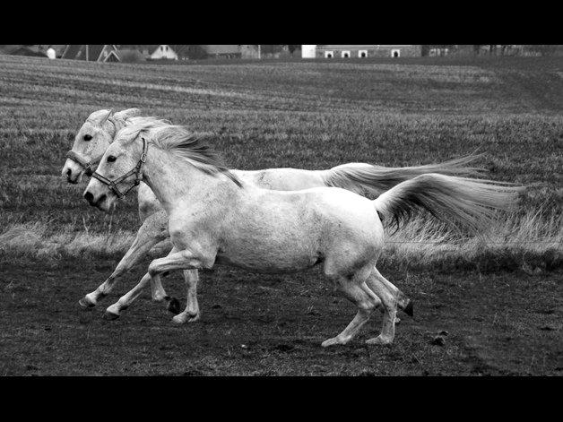 Shagya Araber (SH) Sv's O'balina Lightwood<3 billede 10