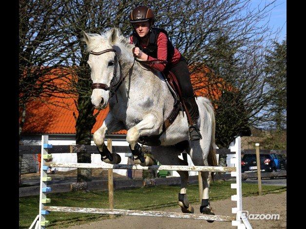 Shagya Araber (SH) Sv's O'balina Lightwood<3 - Vores rekord!! Lidt stolt har man vel lov at være :-) billede 1