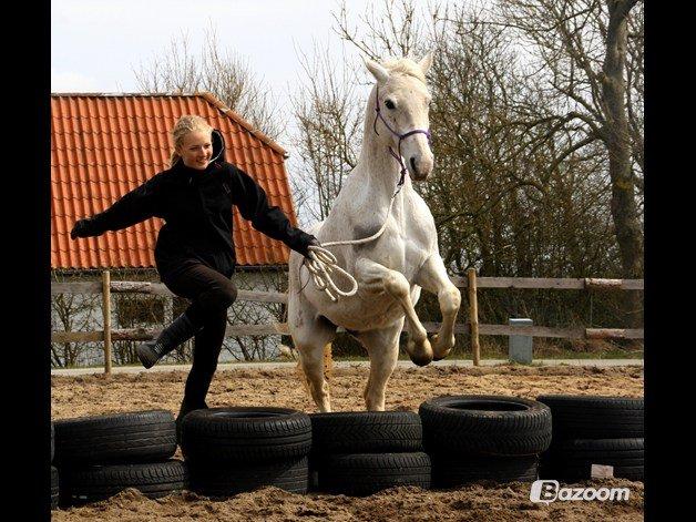 Shagya Araber (SH) Sv's O'balina Lightwood<3 - Spring fra jorden, første gang hun springer dæk :-) billede 19