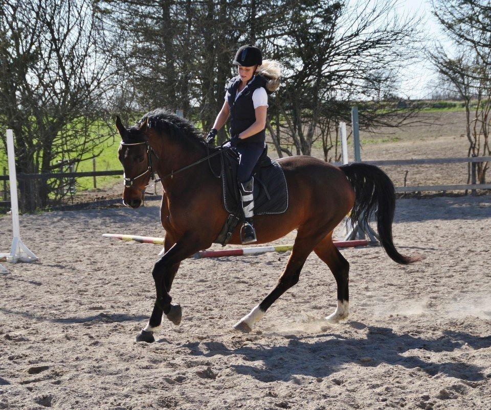 Dansk Varmblod Lillelunds Manja - 1 Maj 2013 taget af: Caroline Krabbe  billede 8