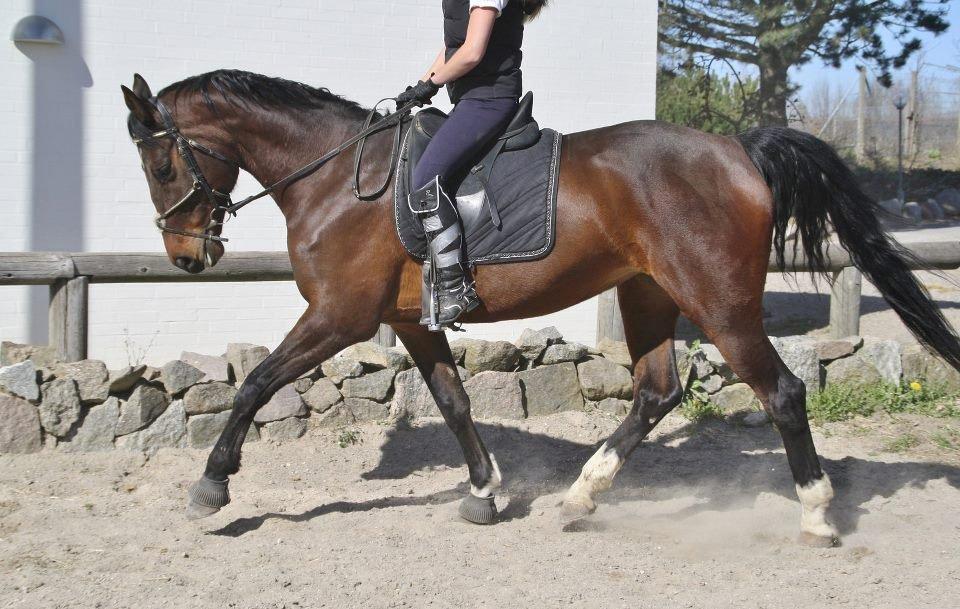 Dansk Varmblod Lillelunds Manja - 1 Maj 2013 taget af: Caroline Krabbe  billede 9