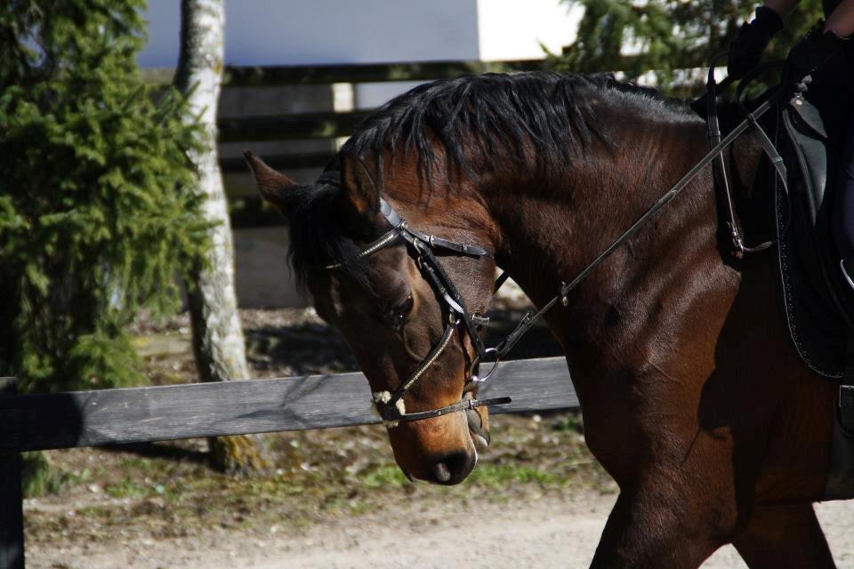 Dansk Varmblod Lillelunds Manja - 1 Maj 2013 taget af: Caroline Krabbe  billede 10