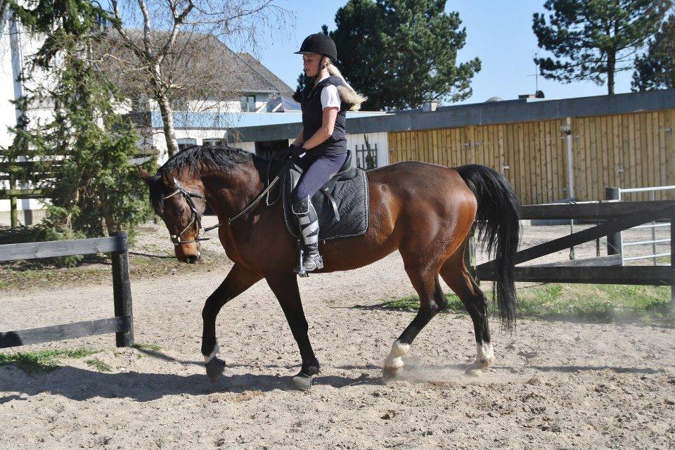 Dansk Varmblod Lillelunds Manja - 1 Maj 2013 taget af: Caroline Krabbe  billede 11