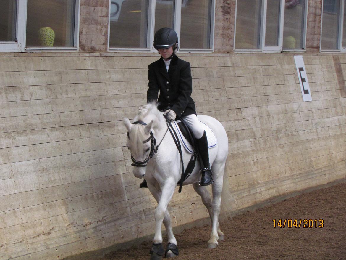 Welsh Pony (sec B) Shadow billede 18